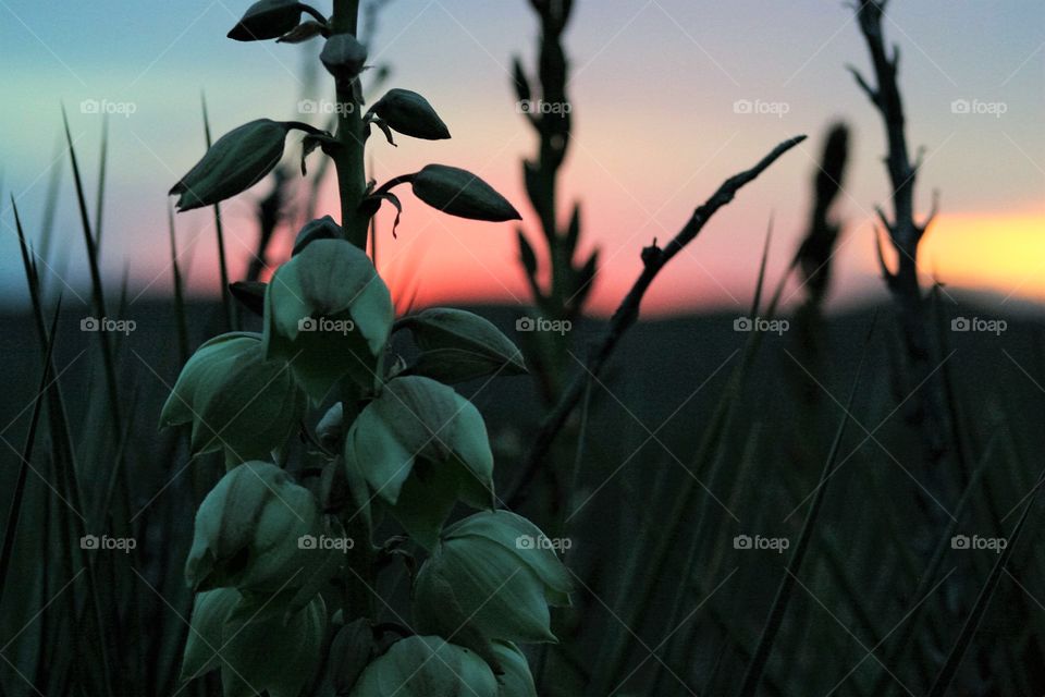 Close-up of a plant at sunset