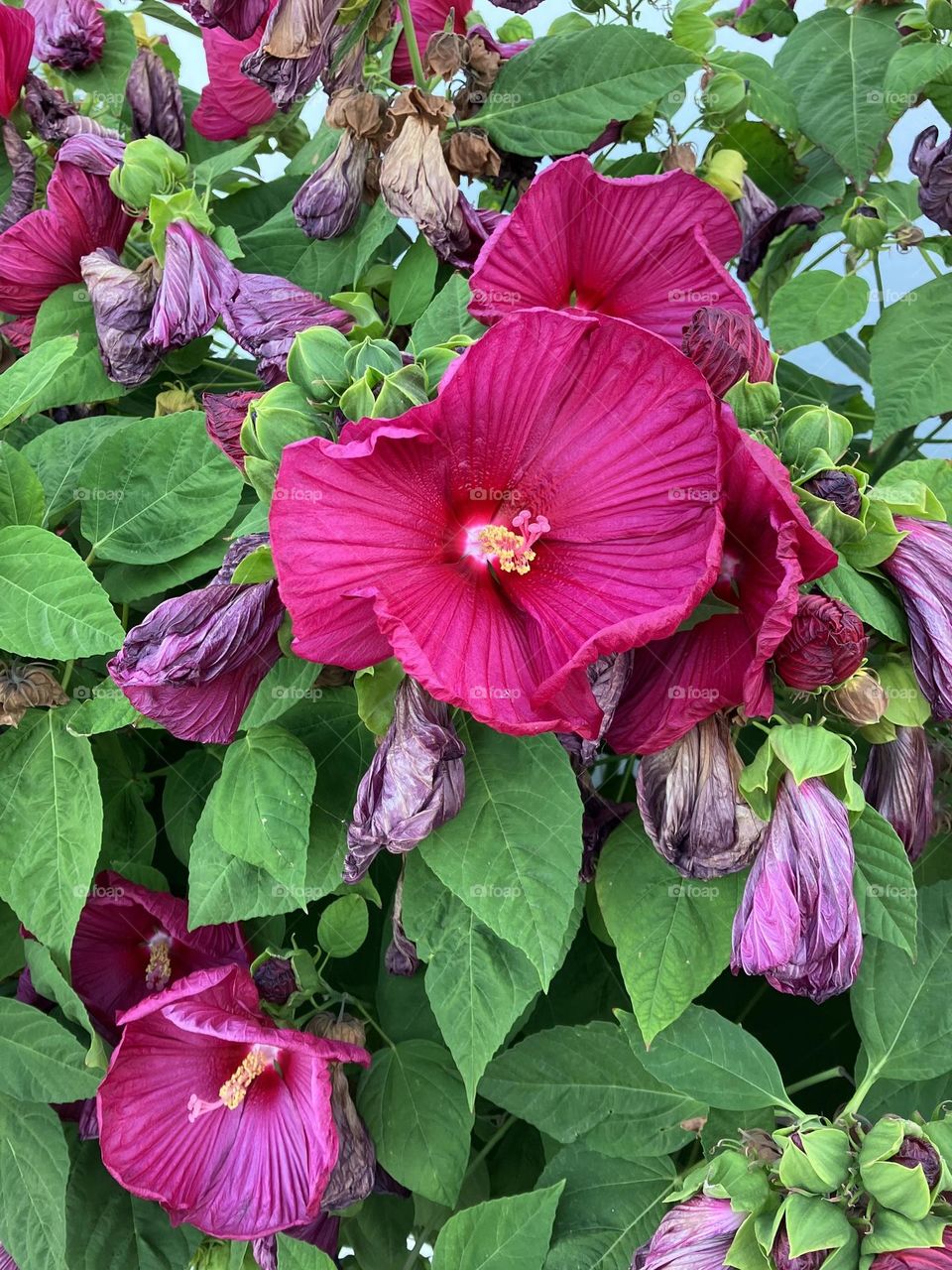 Hibiscus moscheutos with large red flowers in warm summertime 