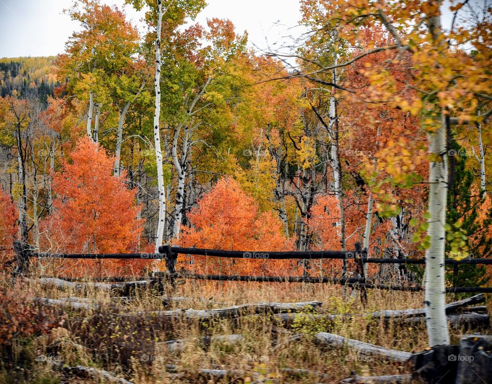 Fall in Wyoming 2018
