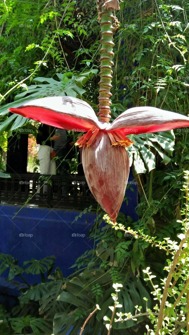 Beautiful flower at majorelle garden in marrakech city.