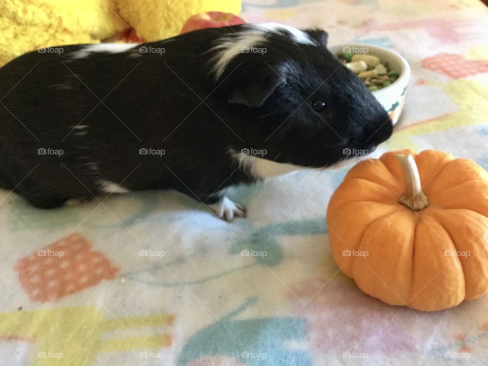 Curious and playful guinea piglet 