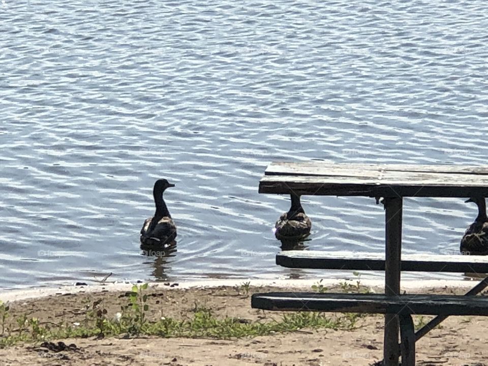 Ducks at the park and picnic table