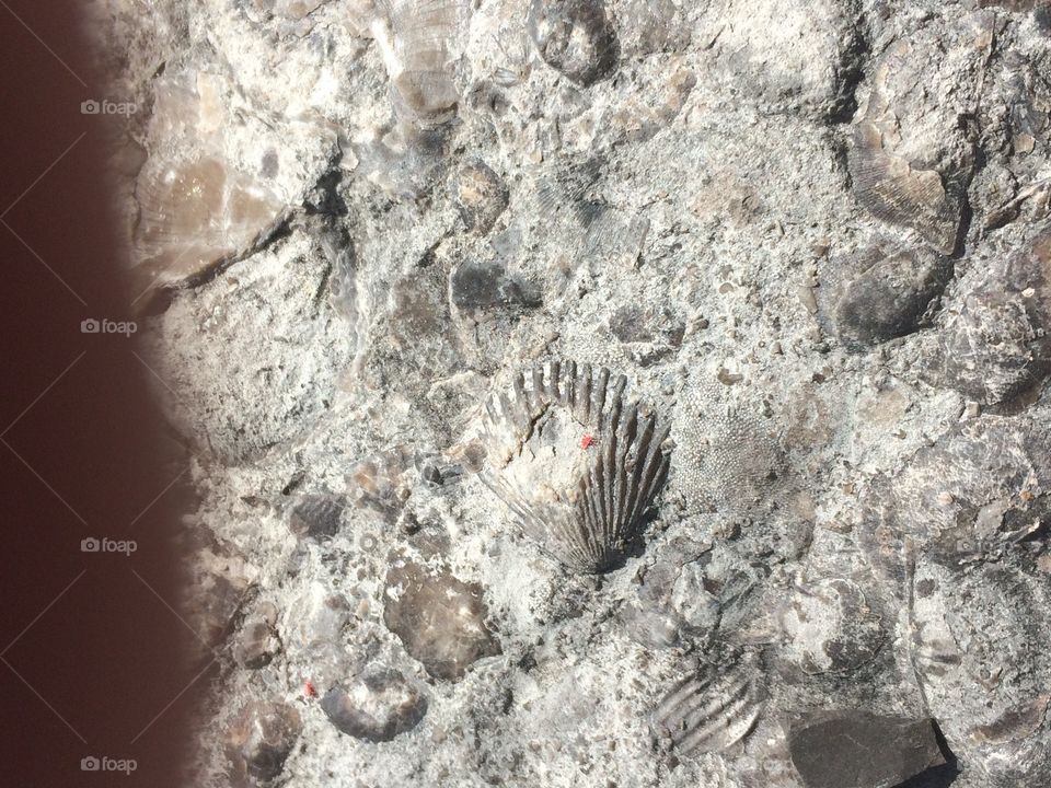 Fossilized shell