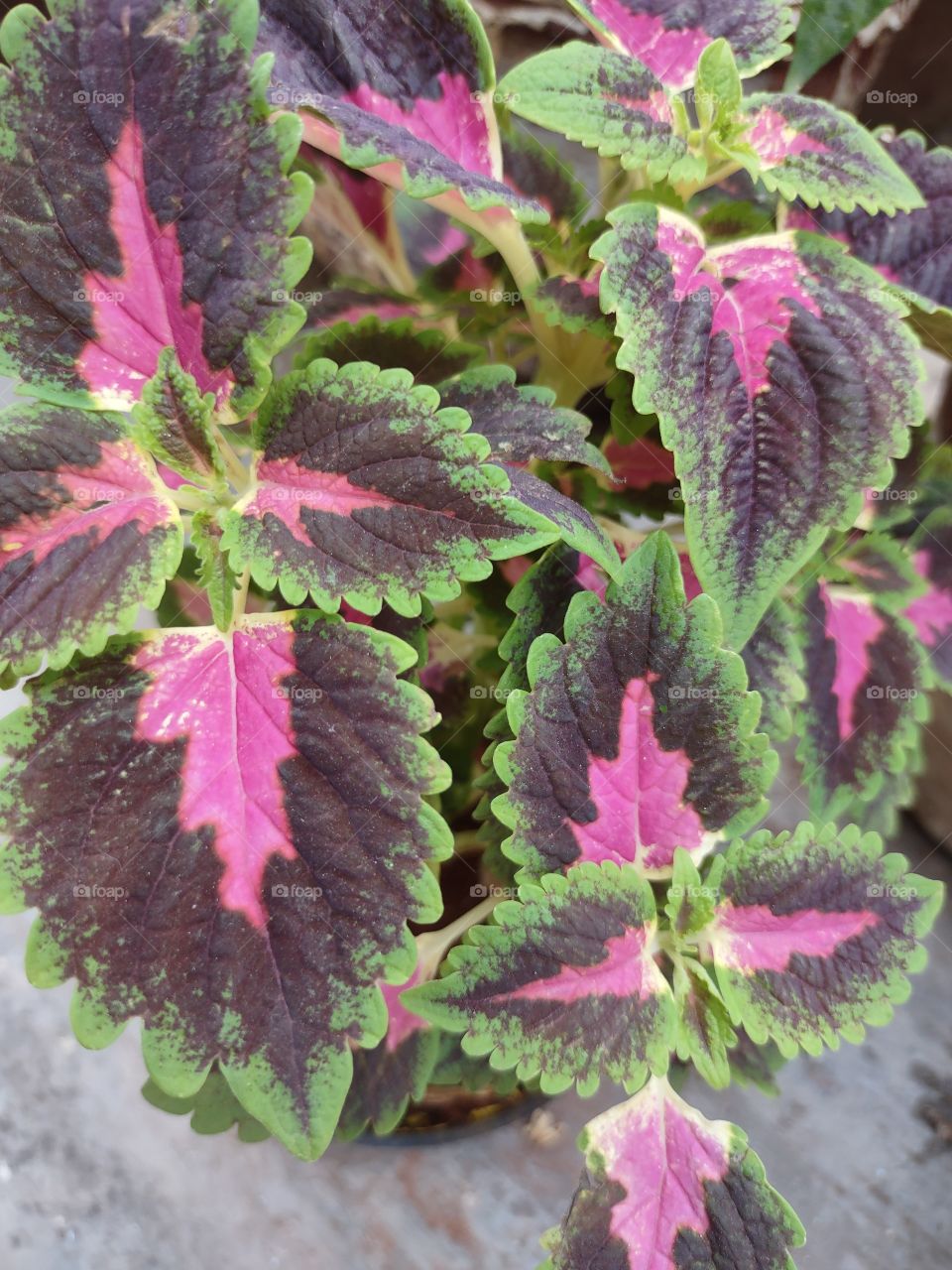 Coleus : colorful and relaxing