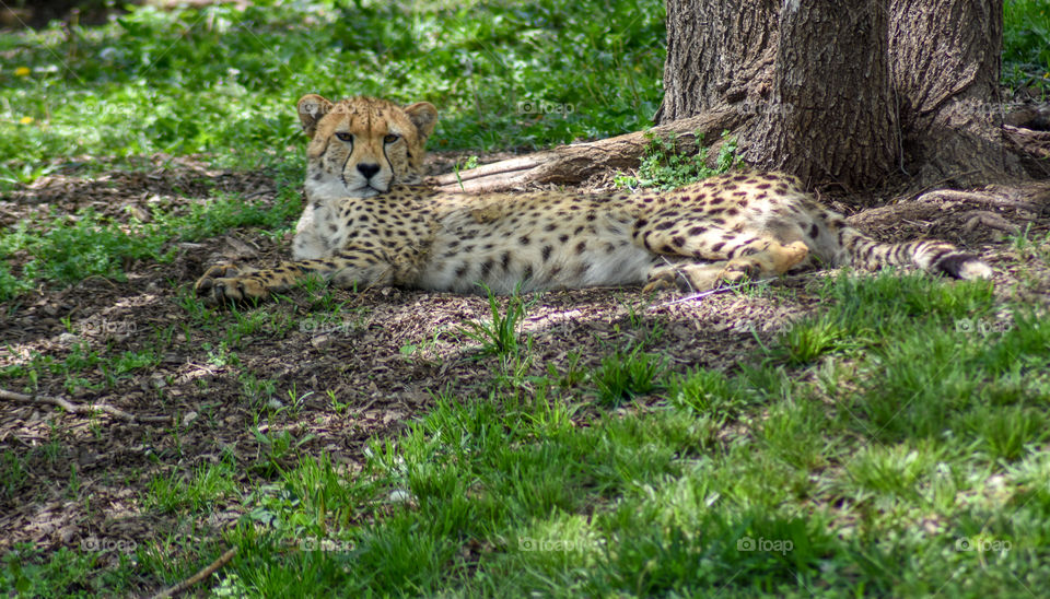 cheetah enjoying the beautiful spring weather