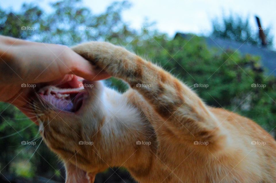 cat meowing