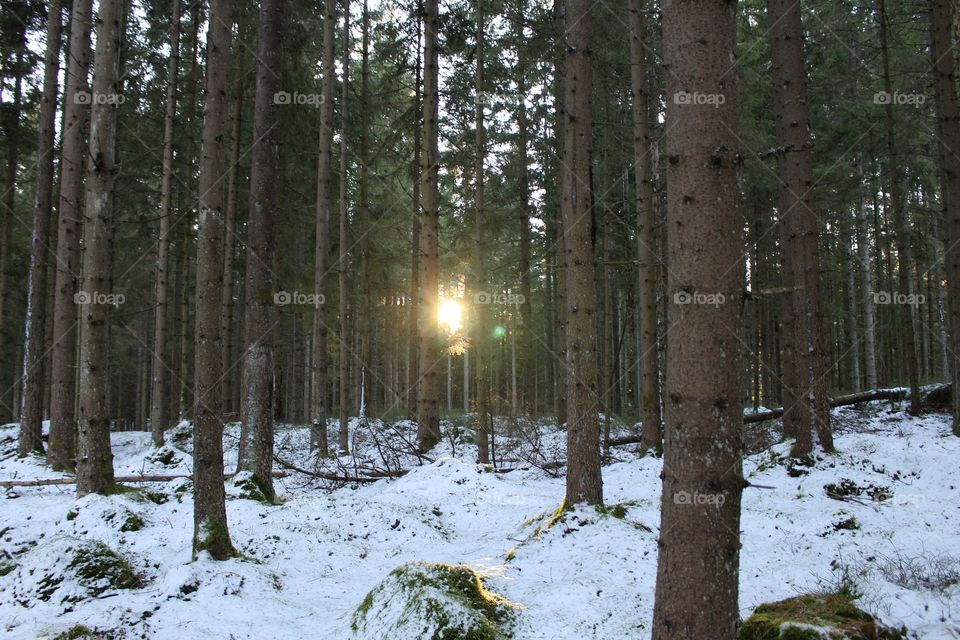 Sunlight through the forest in winter