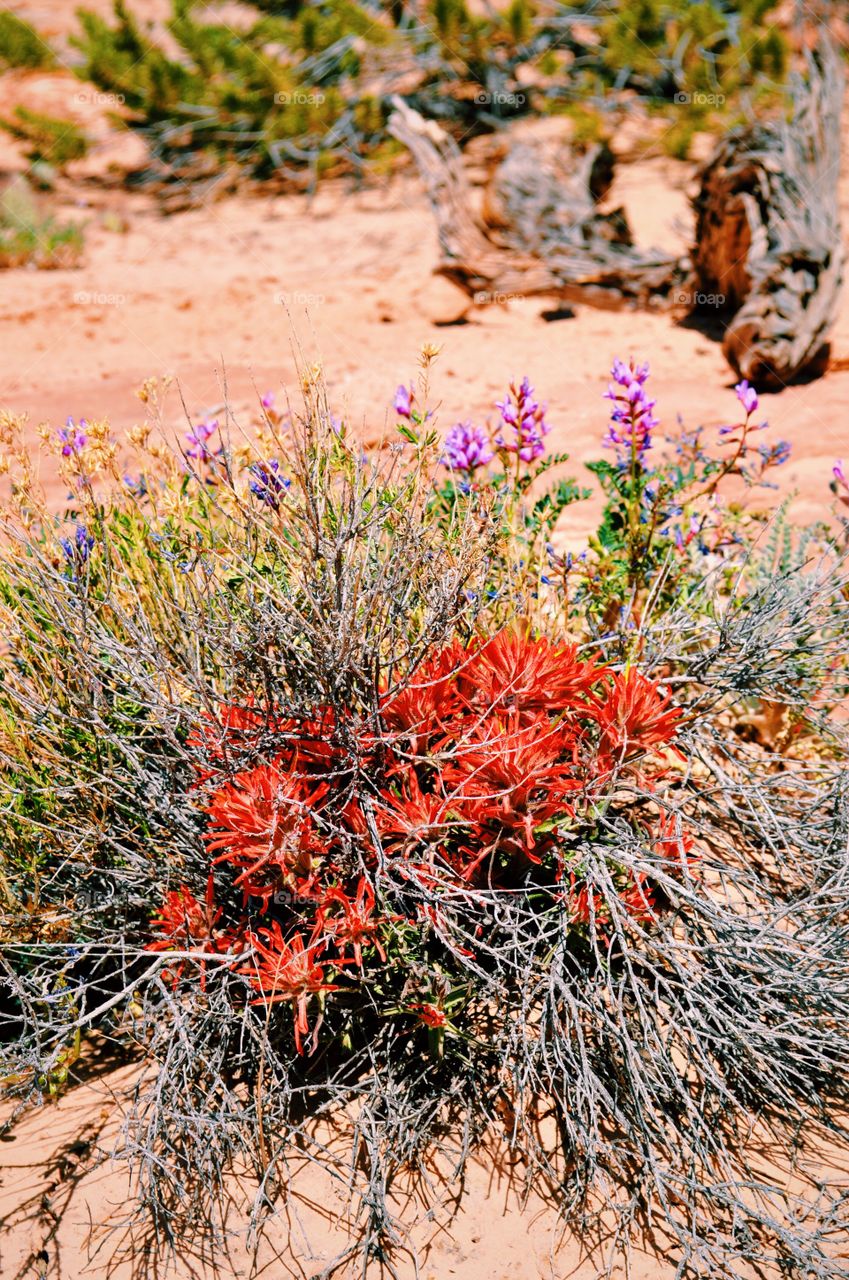 Life. Canyonlands, Utah