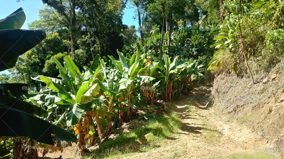CAMINHADAS PELO BANANAL