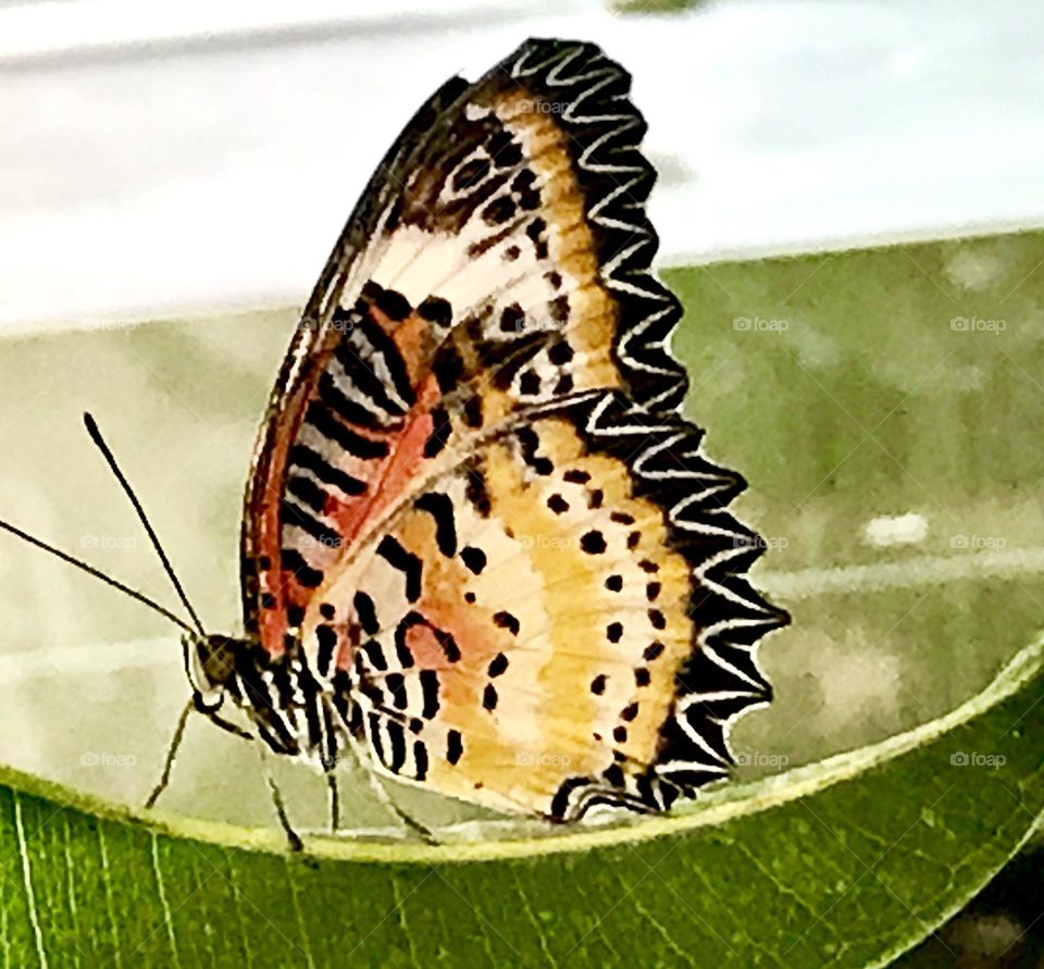 Birds and Bees in Motion