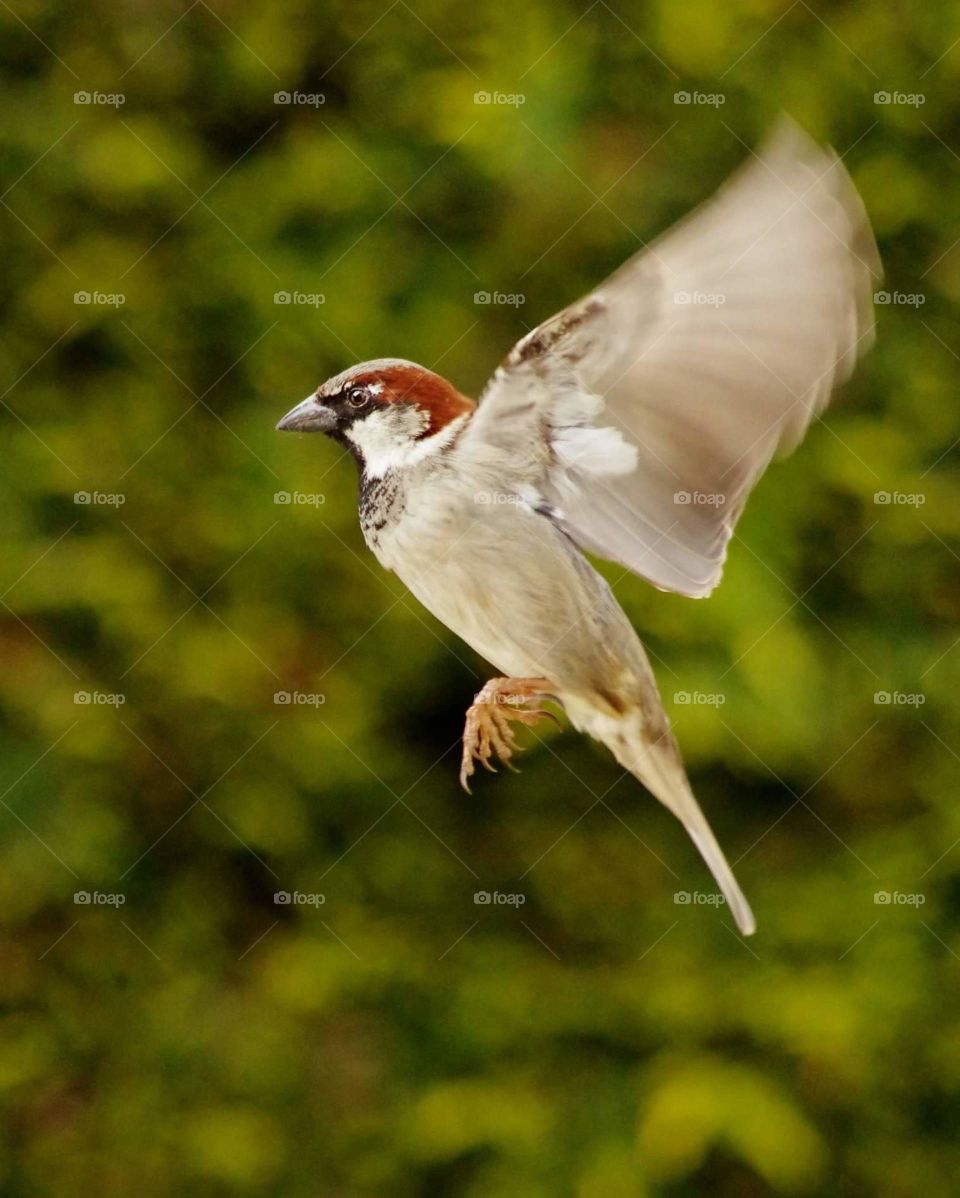 Sparrow hovering