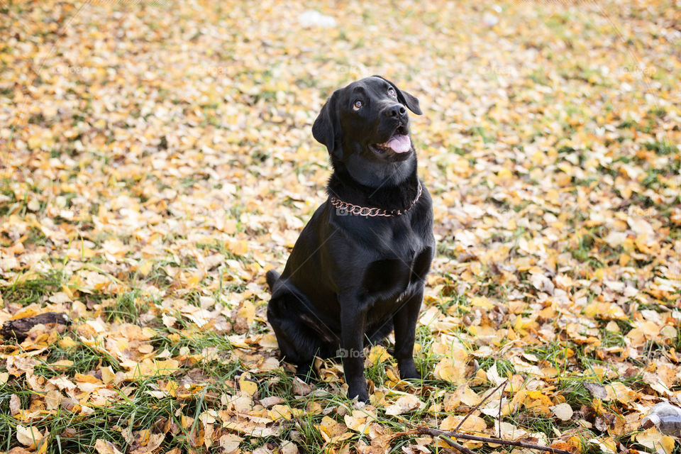 Labrador sitting on autumn leaves