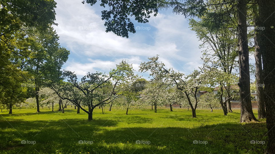 Orchard in flowers close to the Bois-de-Coulonge park, Québec city, Québec, Canada.