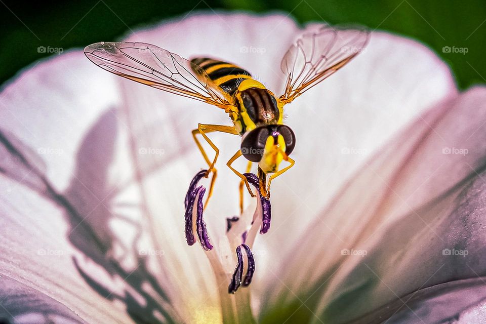 A wasp at the spring flower
