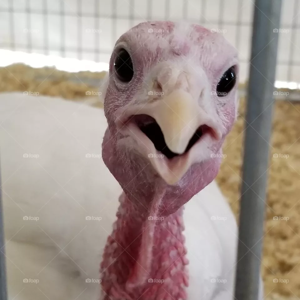 Turkey