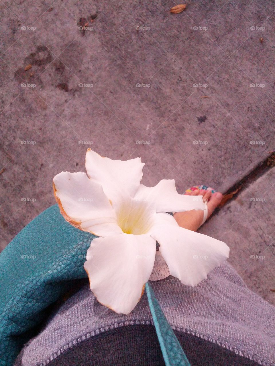 Flower in my purse