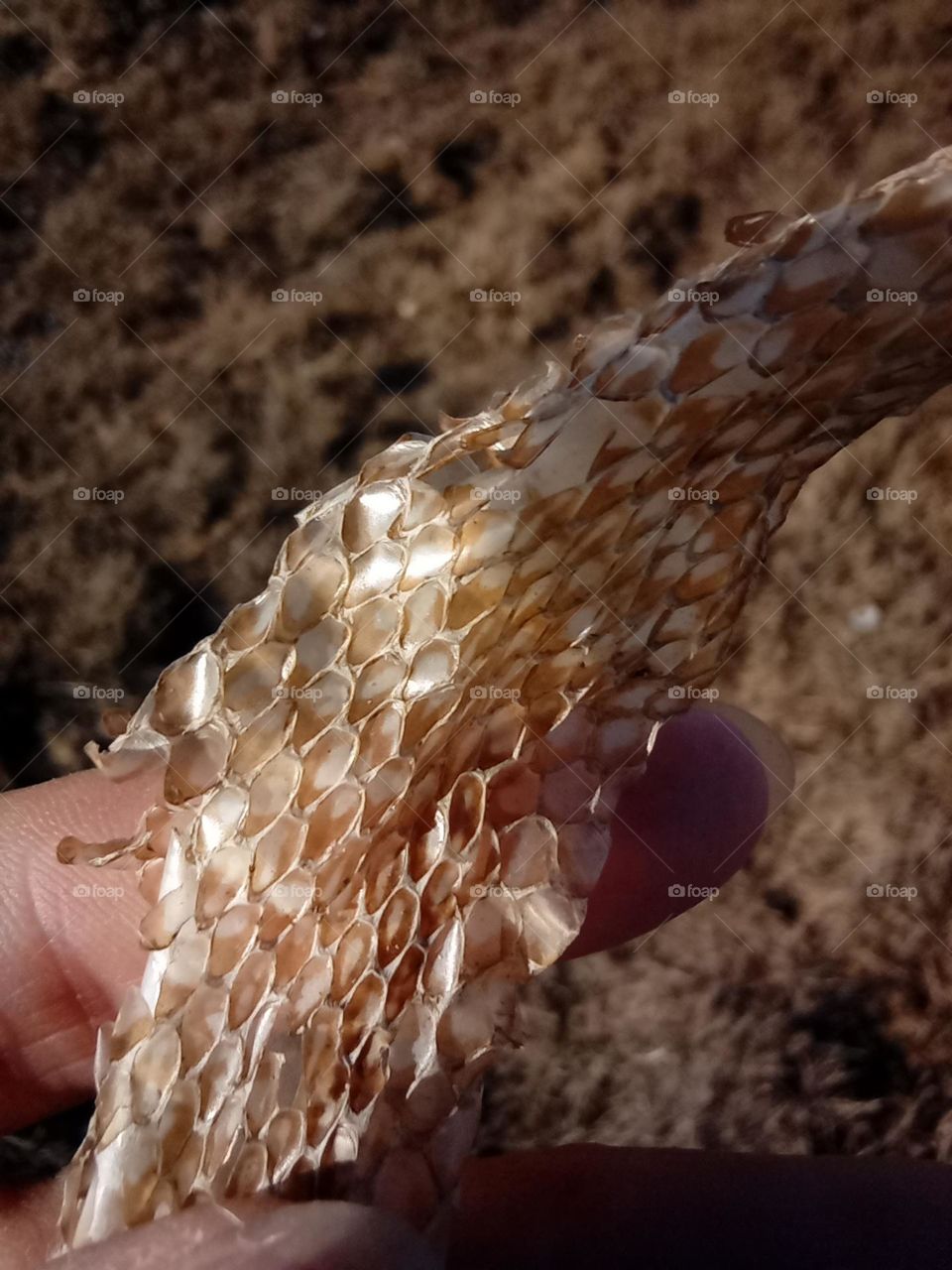 Golden coloured European Green Whip Snake Shedded Skin I found. Snakes shed their Skin through a process called Ecdysis. you can see the beautiful pattern of it's Scales close up.