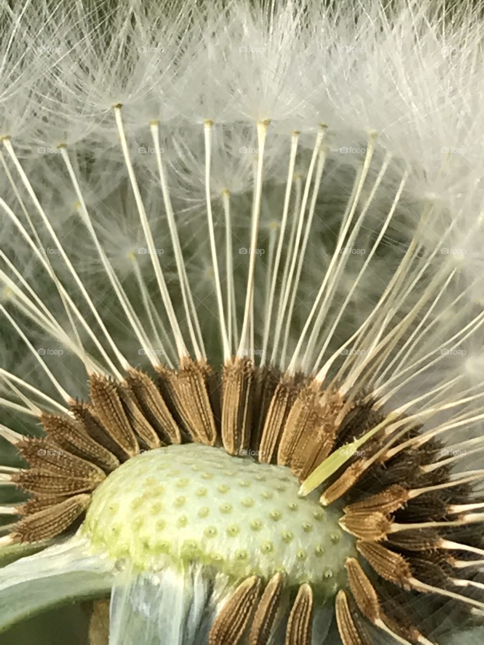 Dandelions seeds nature
