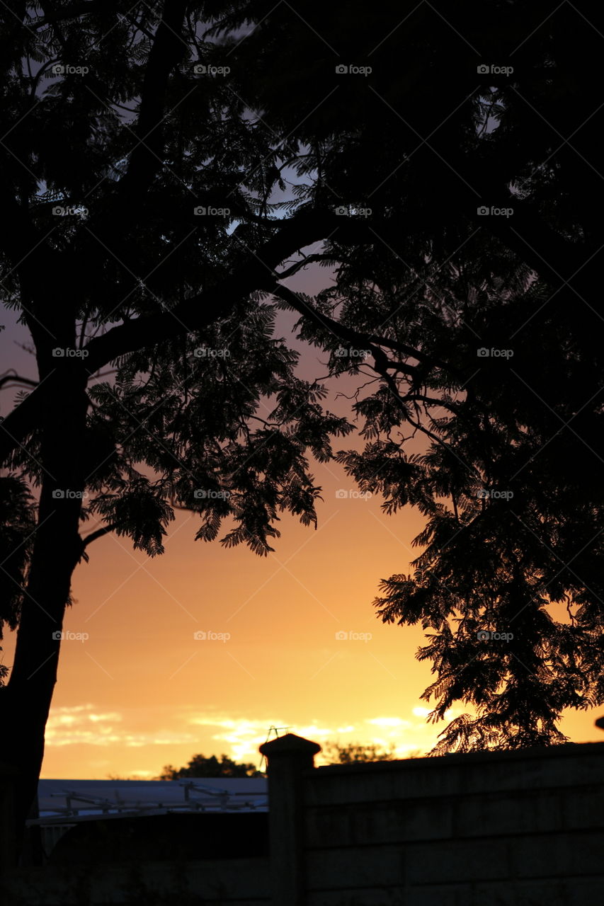 Sunset tree silhouette