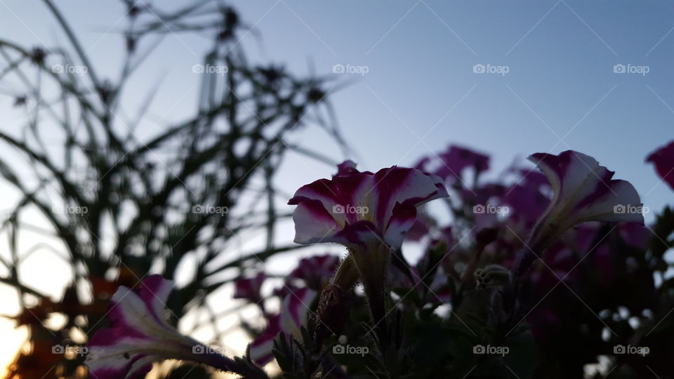Ant View of Striped Petunia