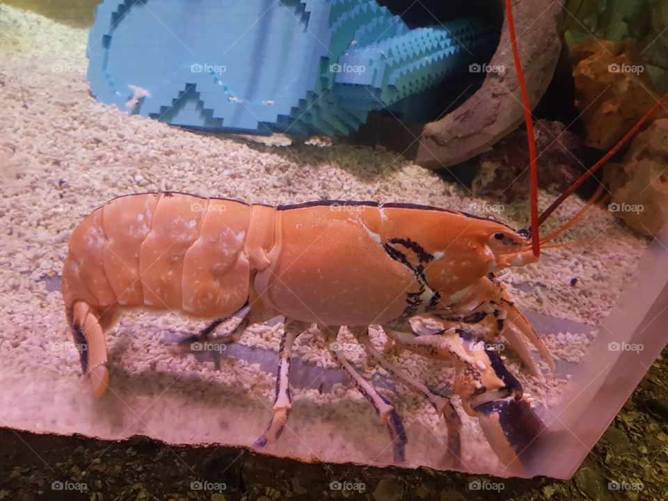 Lobster
