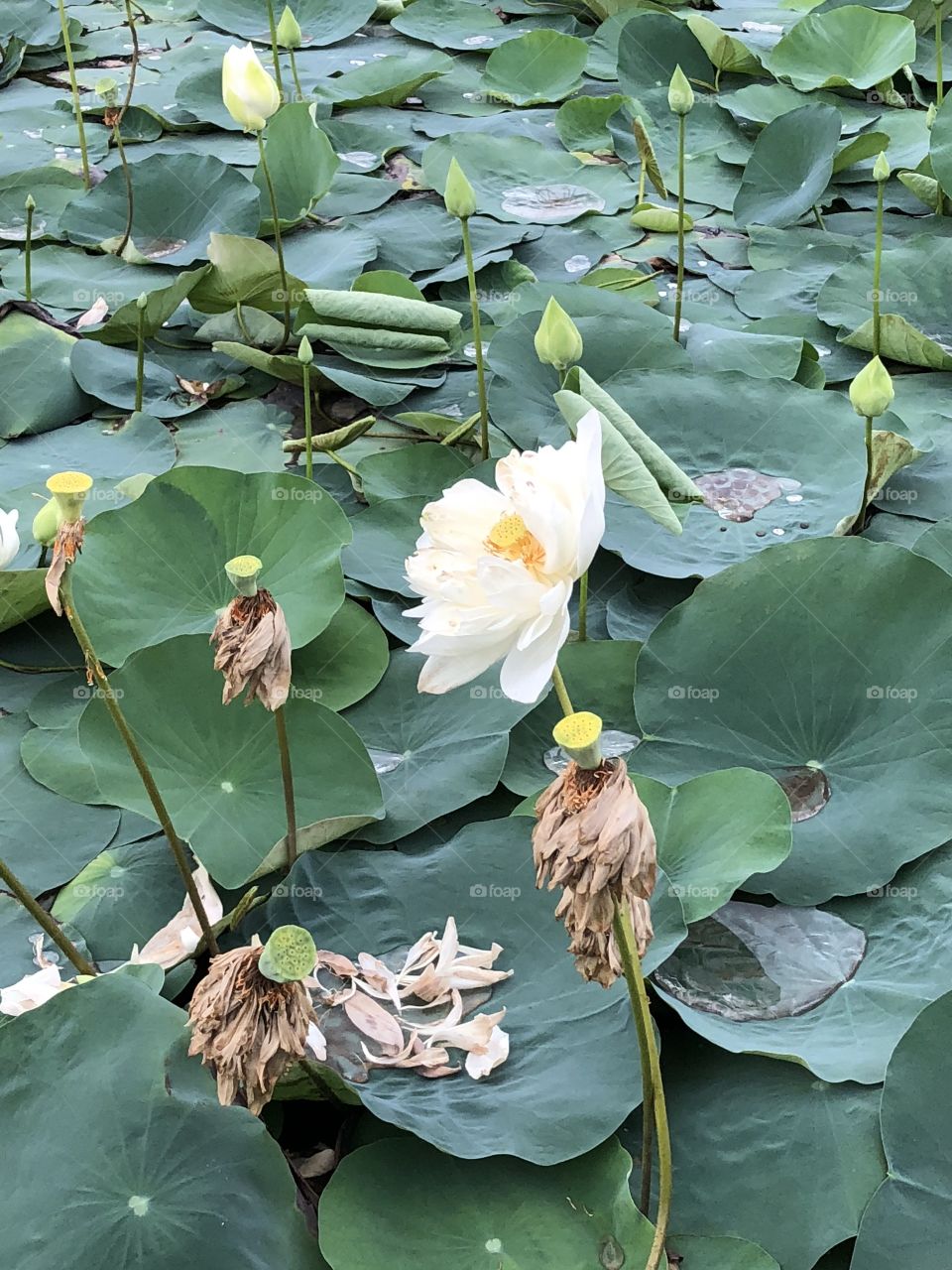 Beautiful White Lotus pond 