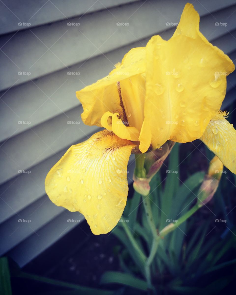 Rain drops on irises  