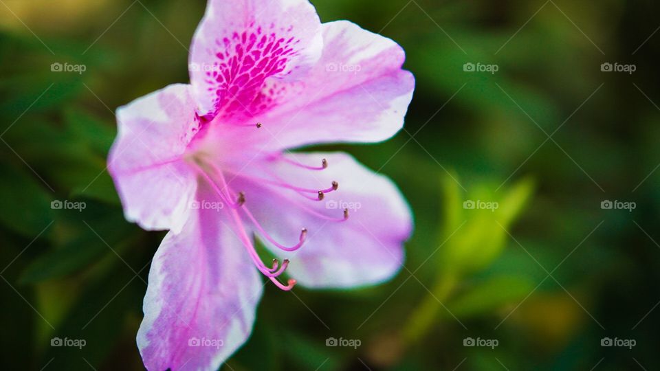 Beautiful Pink Flower