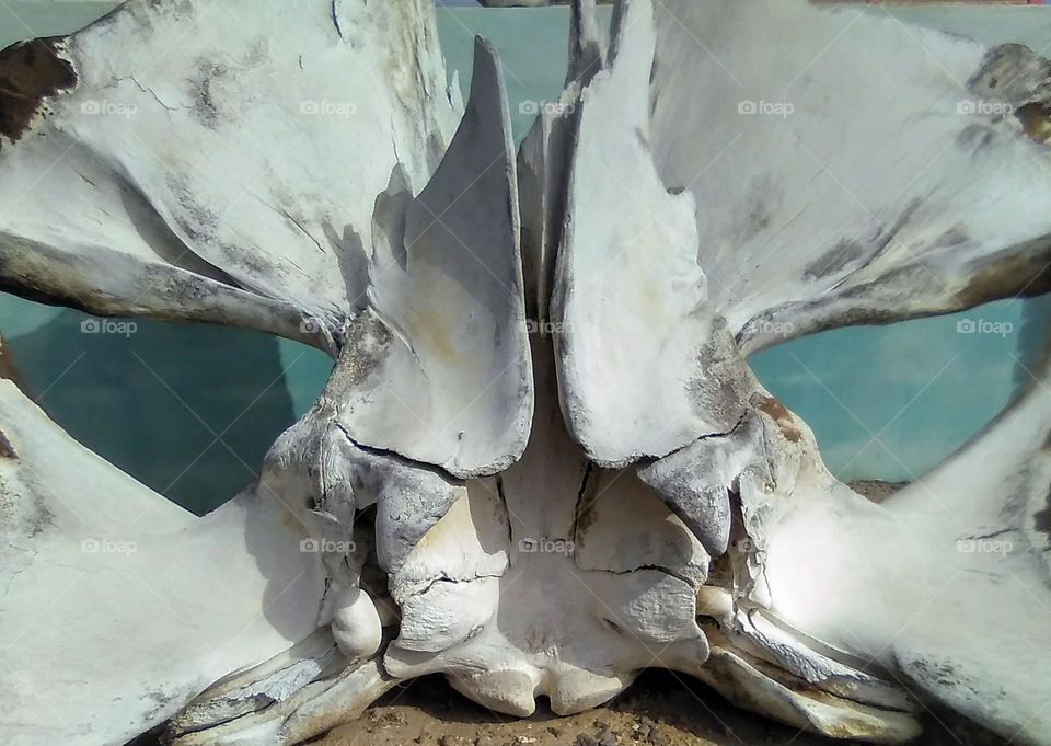 Whale Bone