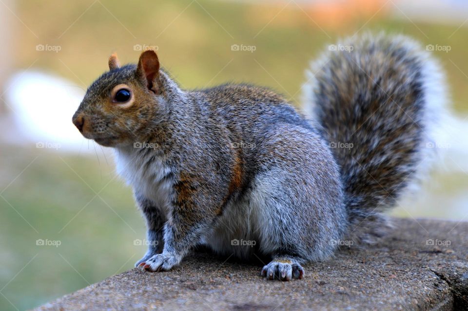 Squirrel