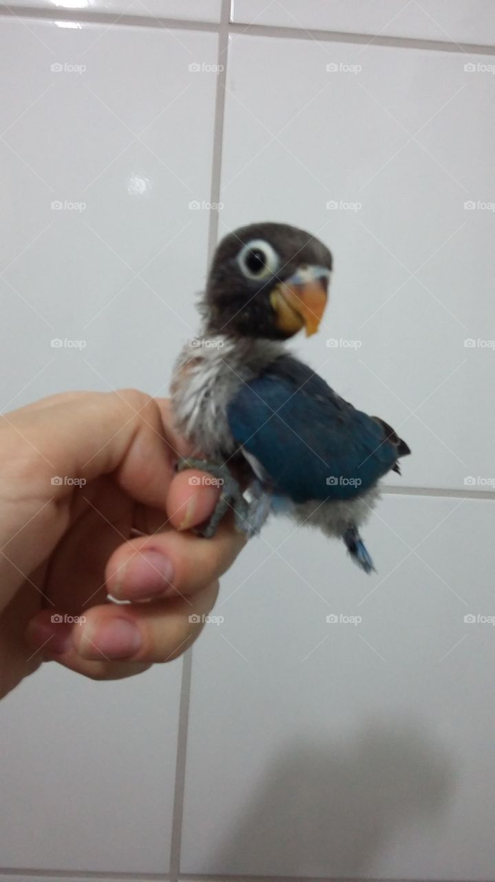 Cute little bird on human hand