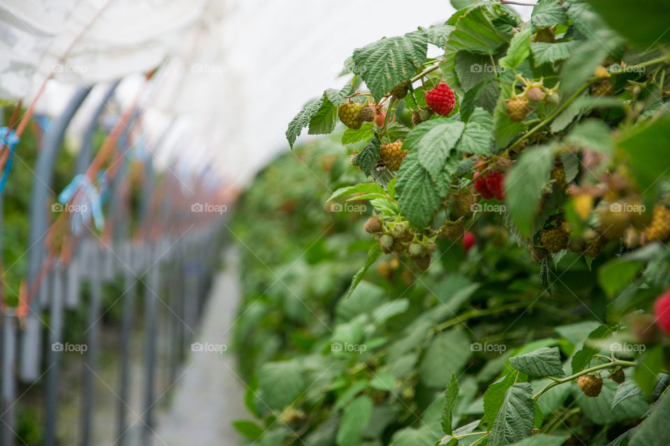 Raspberry bushes on a farm were tou can pick for your self outside Malmö in Sweden.