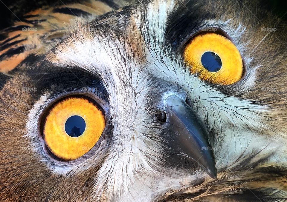 Owl eyes 