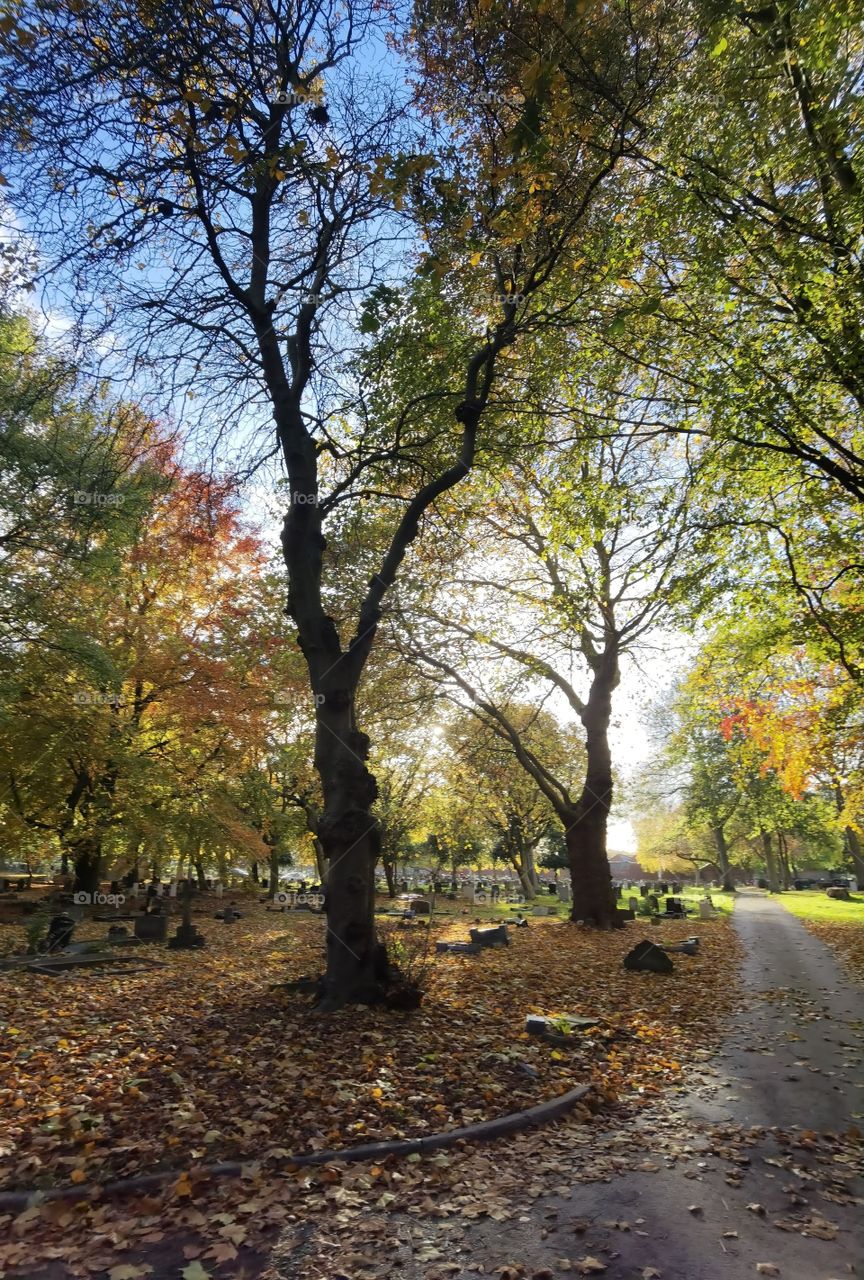 autumn in the graveyard