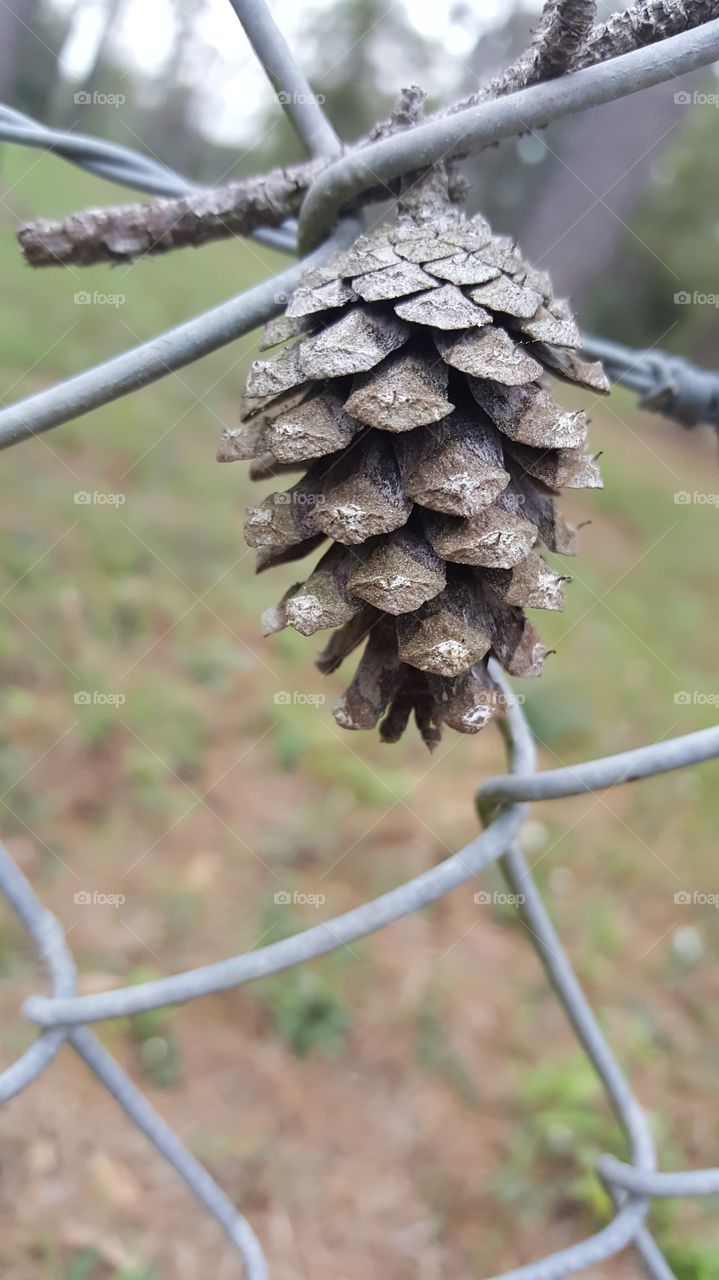 cone