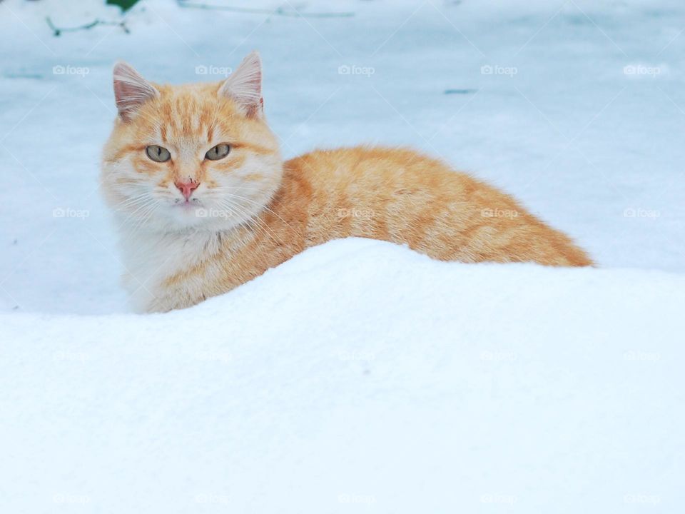 Winter tiger