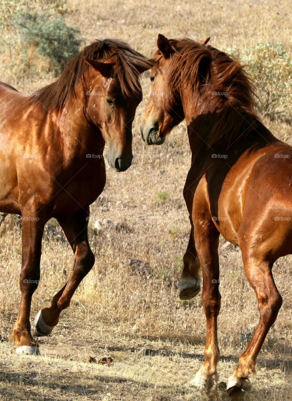 Wild Stallions Challenging Each Other