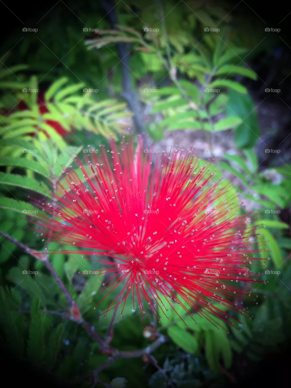 No Person, Nature, Leaf, Tree, Flora