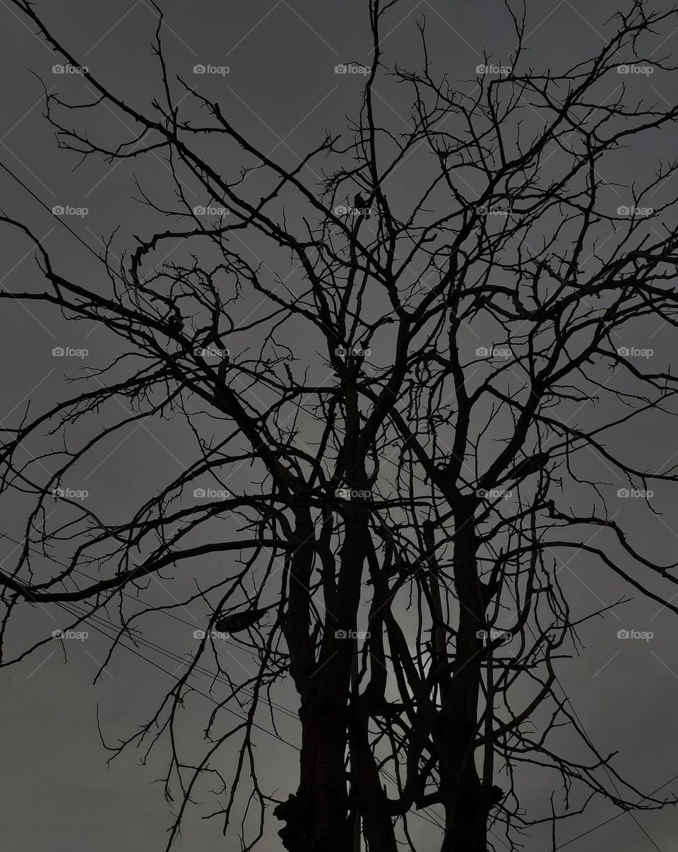 tree photography in the dark.