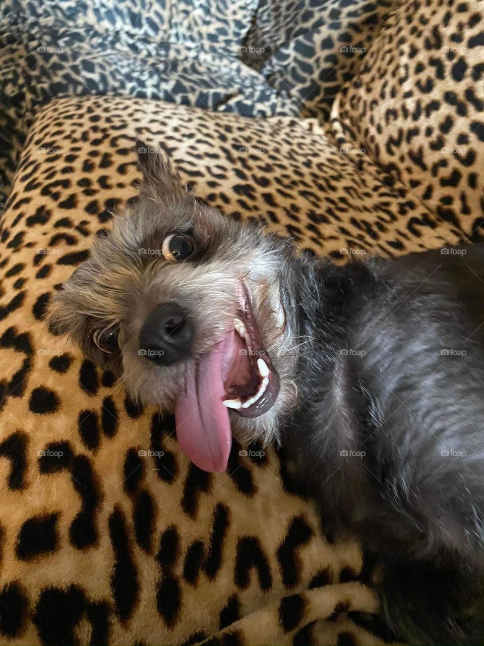 schnauzer , dog , black ans grys , tongue , grimace , toy