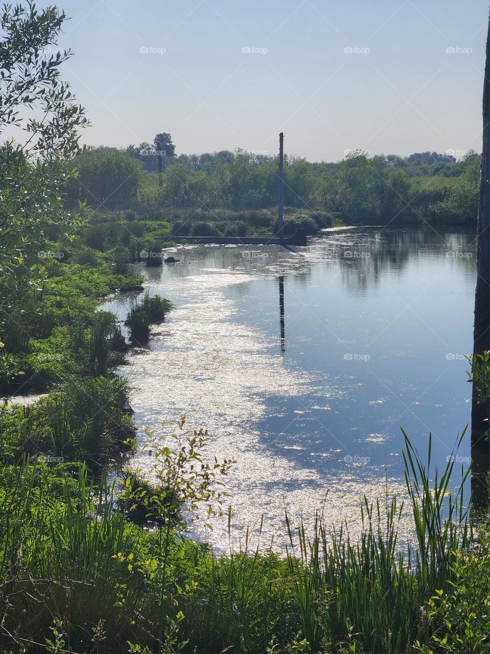 Scenic view of Wetlands in Oregon on a sunny day