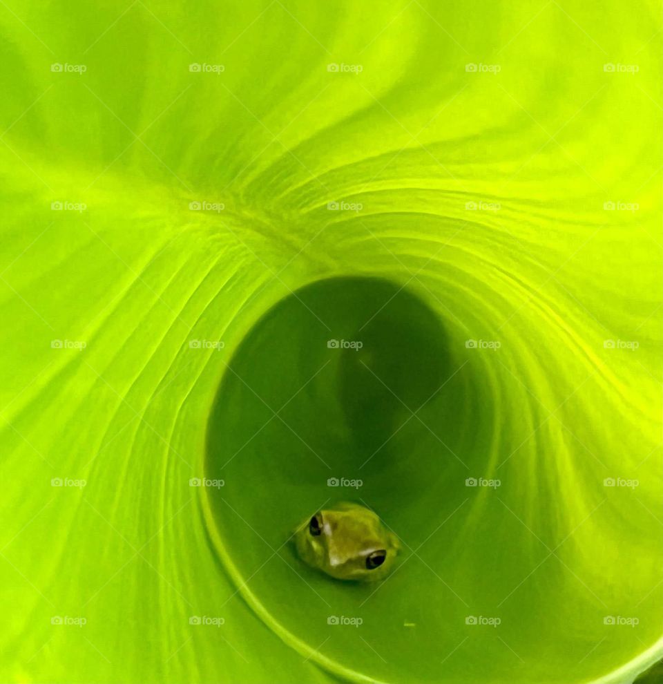 Tiny green tree frog hiding in a curled up tropical green leaf.