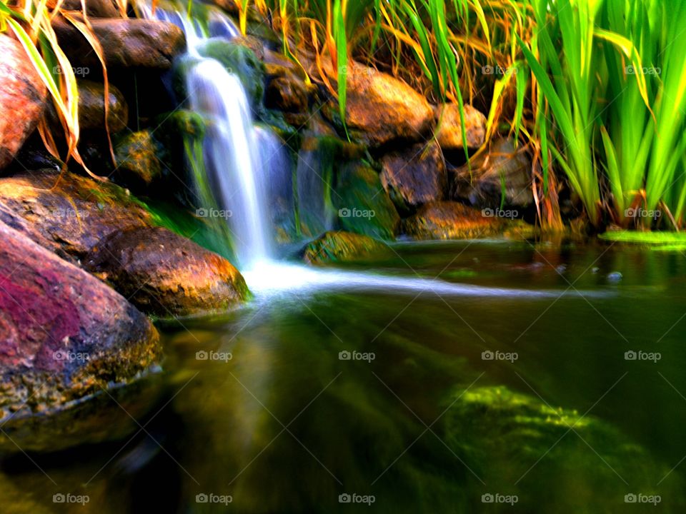 Backyard pond with small waterfall.