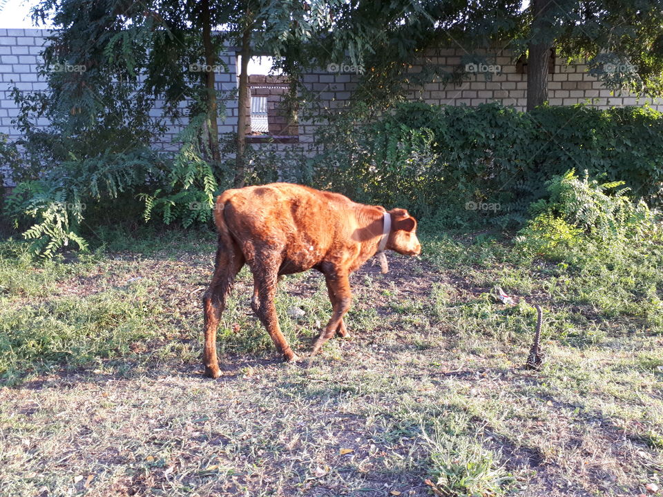 Brown calf alone at meadow