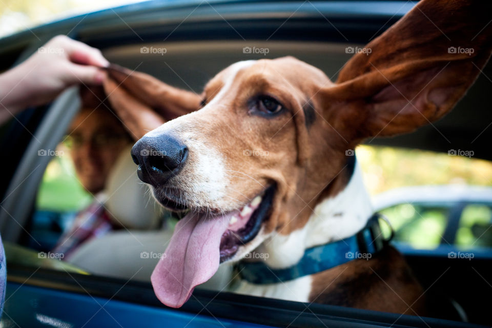 Happy basset hound from car window 