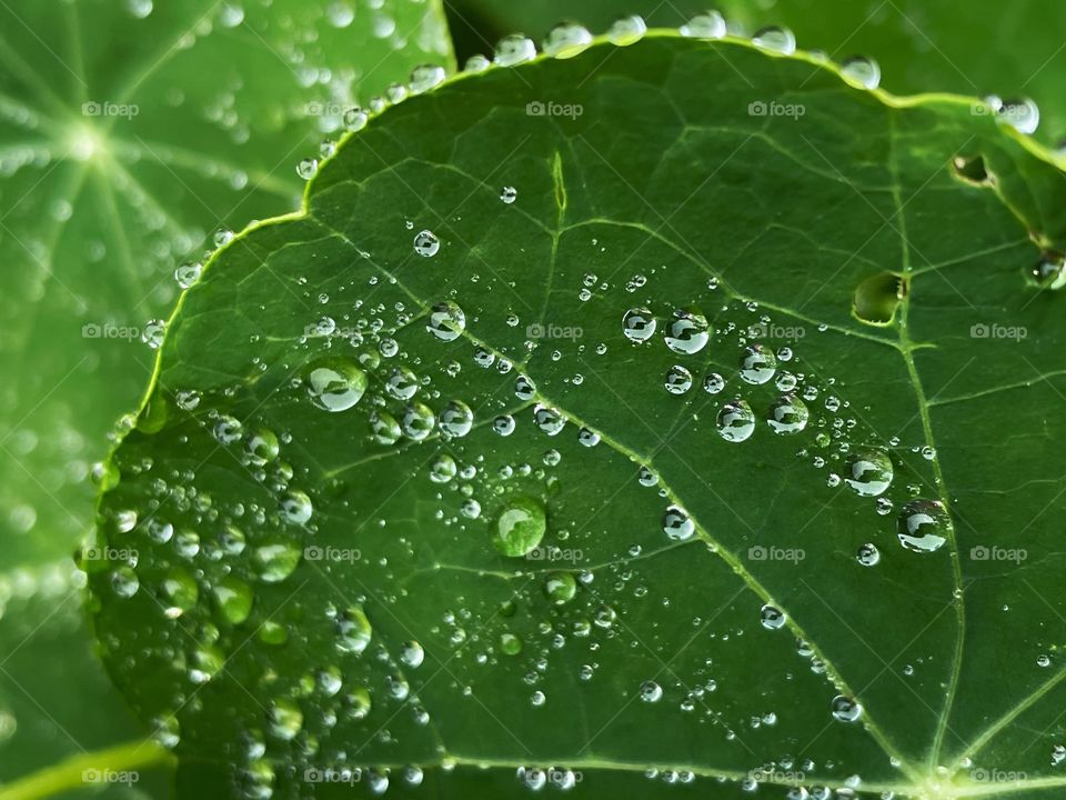 Rain water drops droplets rainfall plant green close up rainy weather outdoors leaf bubble dew dewdrops nature