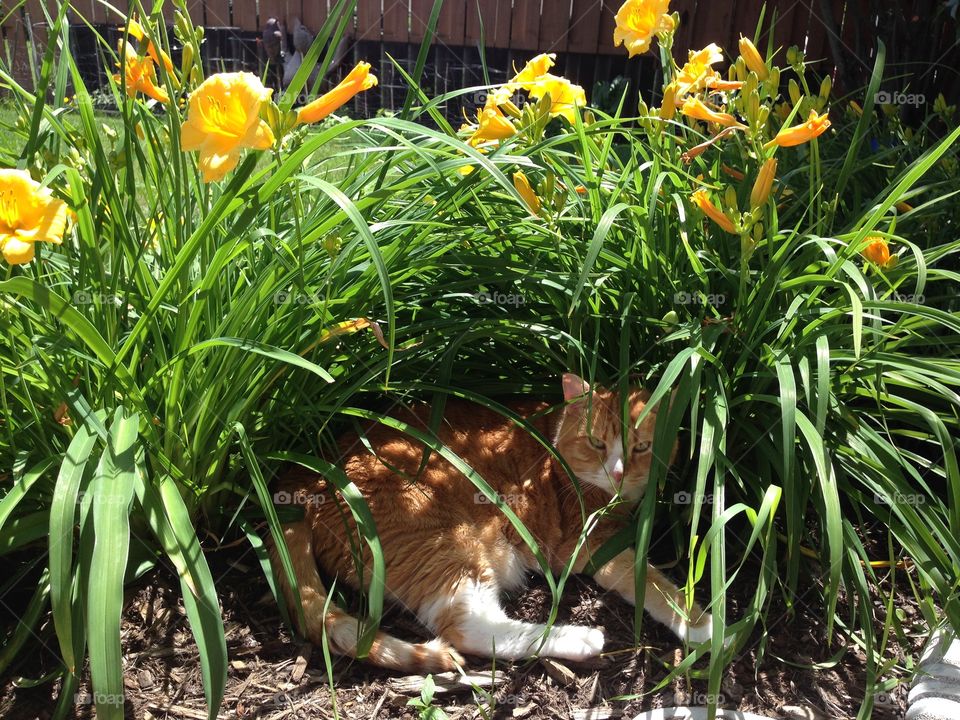 My Johnny chilling. Siamese Mix House Cat.