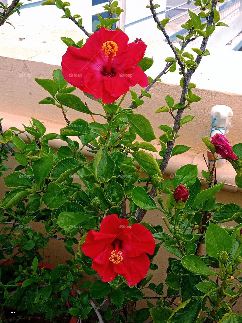 beautiful red 🔴 hibiscus 🌺 flower 🌺🌻🌹🌷