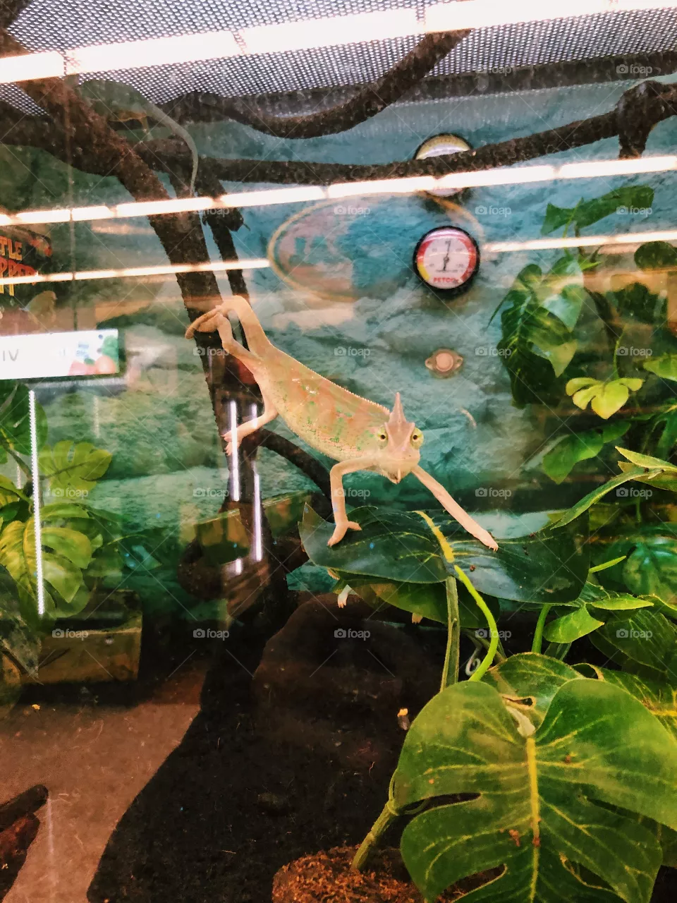Chamaeleon