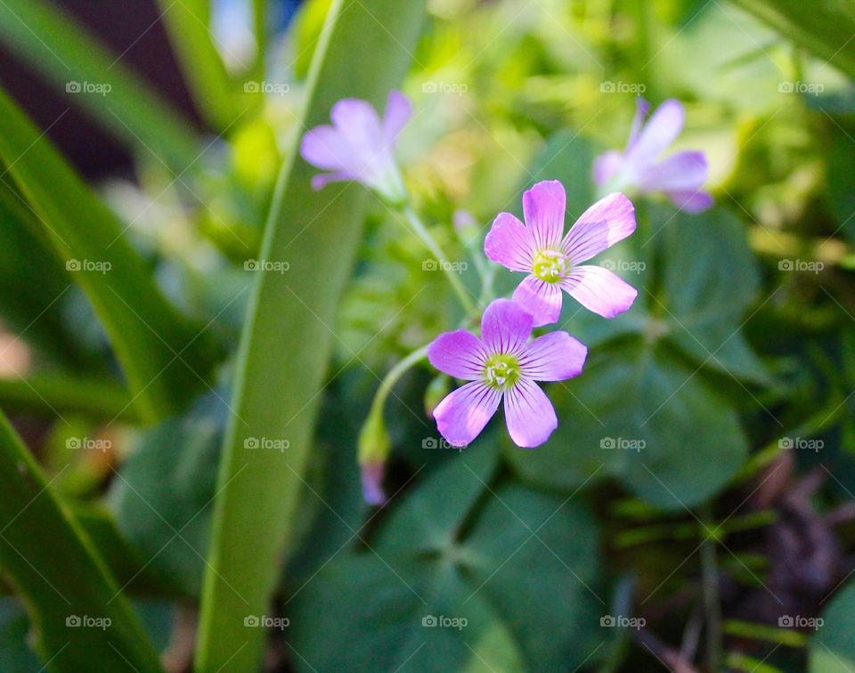 Purple flowers on a porch in a rural garden.